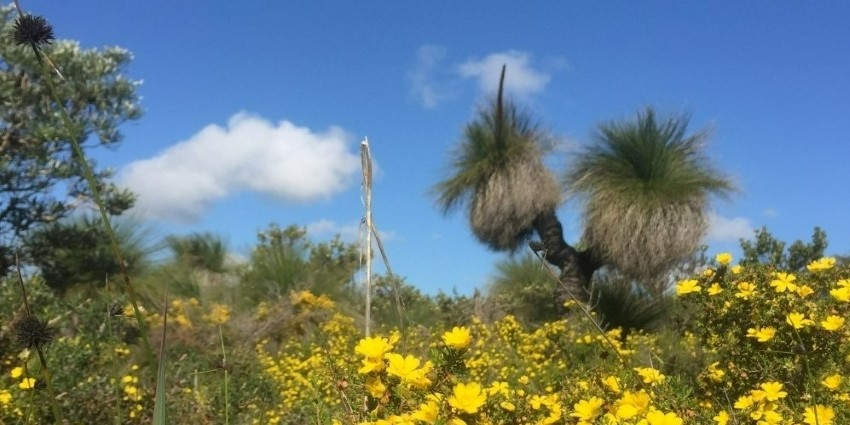 Photo of native vegetation in the South West